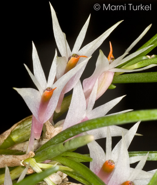 Dendrobium hellwigianum