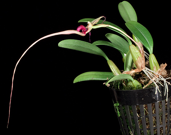 Bulbophyllum putidum