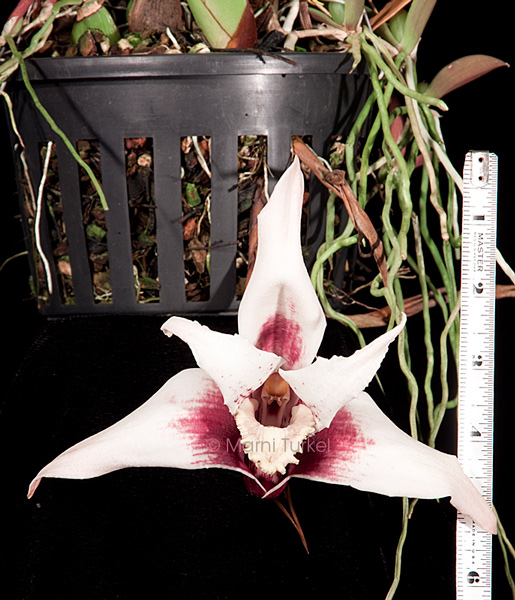 Maxillaria wojii