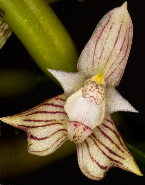 Bulbophyllum ambrosia