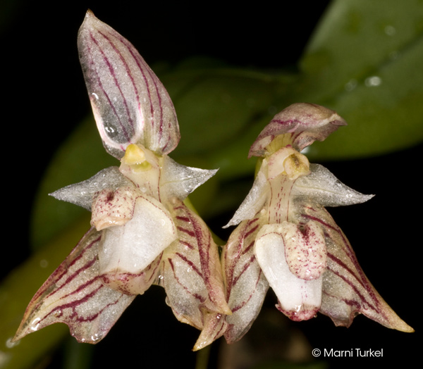 Bulbophyllum ambrosia