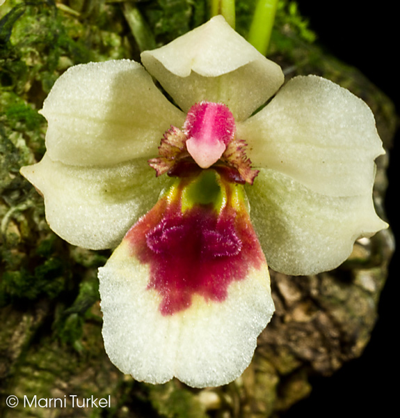 Trichocentrum longicalcaratum