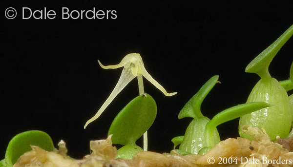 Bulbophyllum alagense