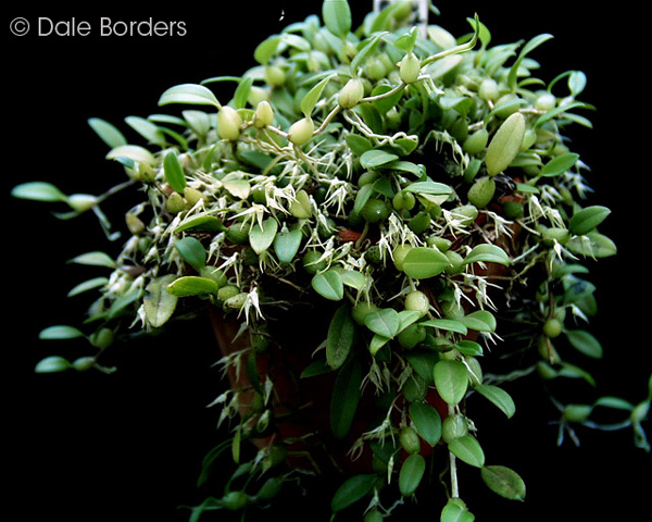 Bulbophyllum alagense