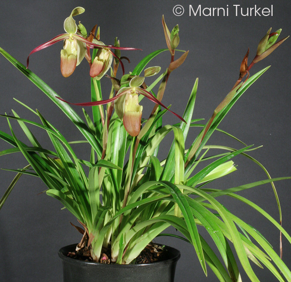 Phragmipedium longifolium v garcile