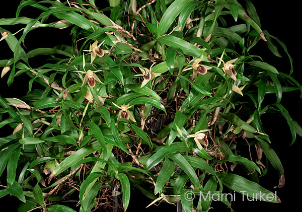 Coelogyne fimbriata