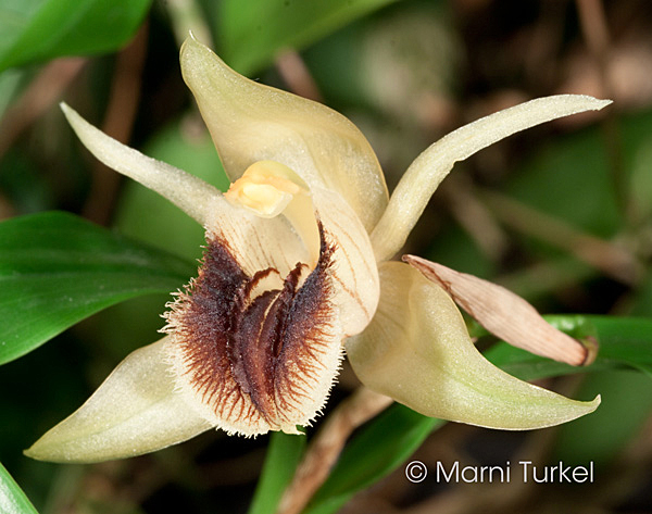 Coelogyne fimbriata