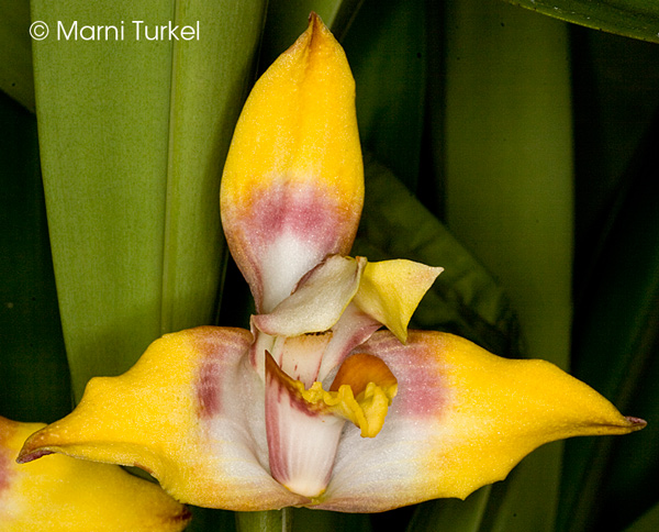 Maxillaria fucata 'Stony Point'