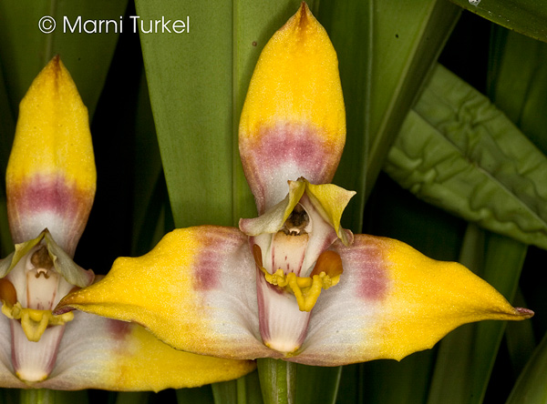 Maxillaria fucata 'Stony Point'