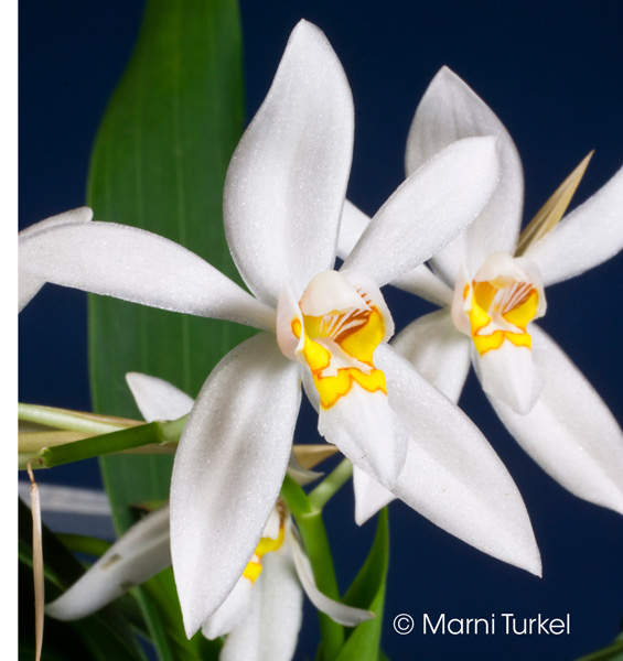 Coelogyne corymbosa