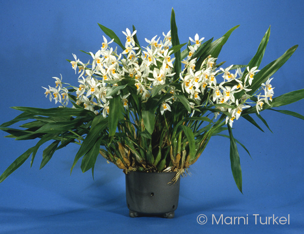 Coelogyne nitida