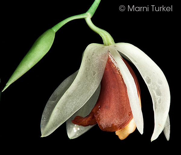 Coelogyne usitana