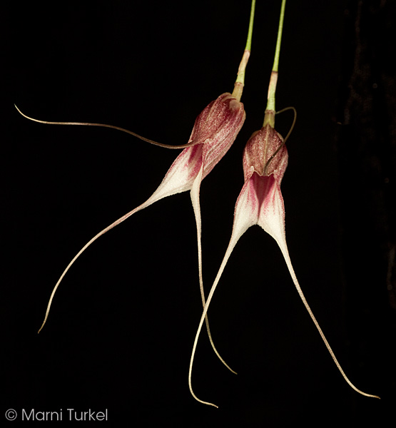 Masdevallia carmenensis