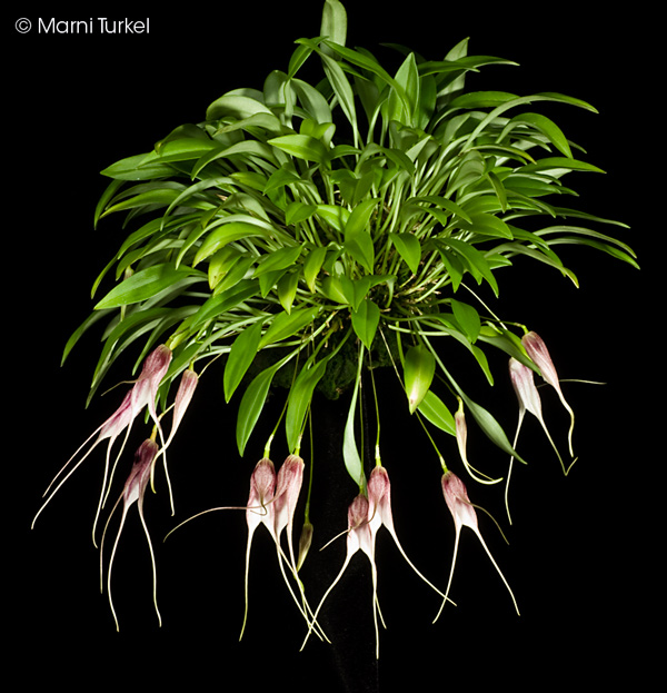 Masdevallia carmenensis