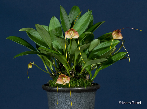 Masdevallia calocalix 'Stony Point'