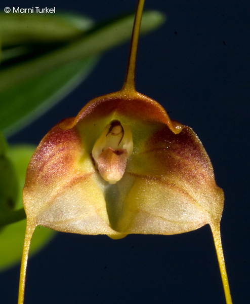 Masdevallia calocalix 'Stony Point'