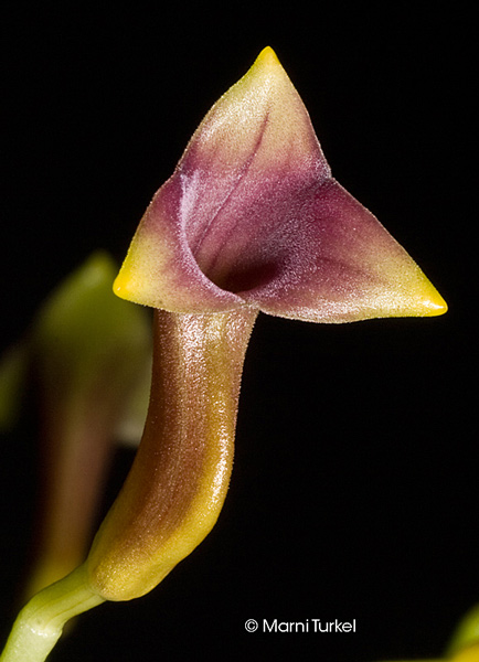 Masdevallia angulifera 'Santa Barbara'