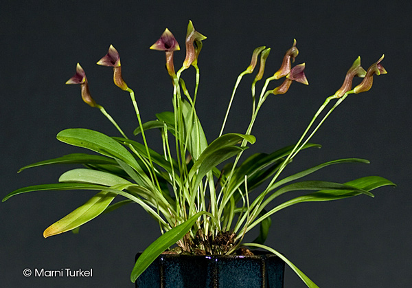 Masdevallia angulifera 'Santa Barbara'