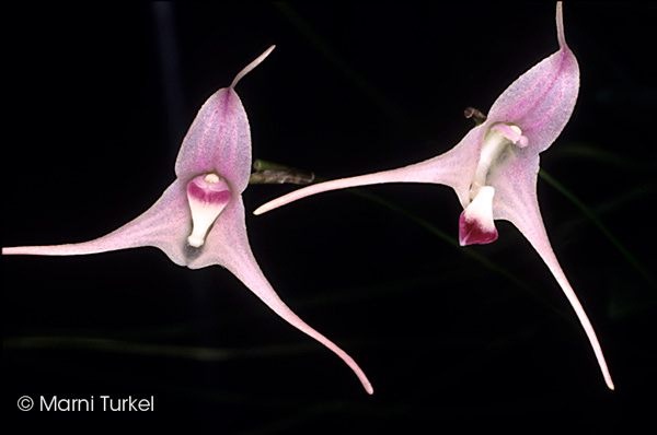 Porroglossum sergioi