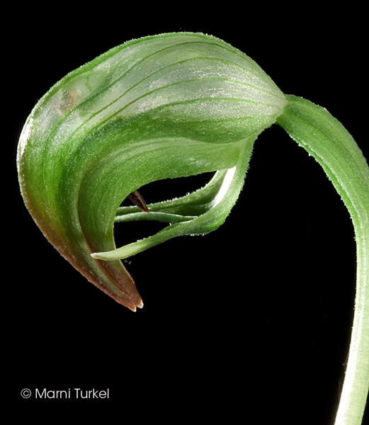 Pterostylis nutans