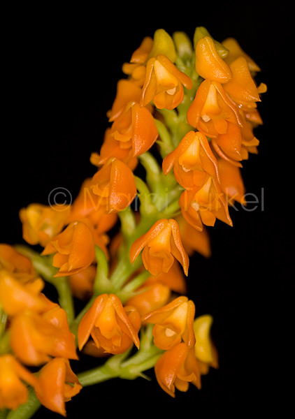 Polystachya clareae hobby flask
