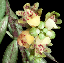 Gastrochilus pseudodisticus